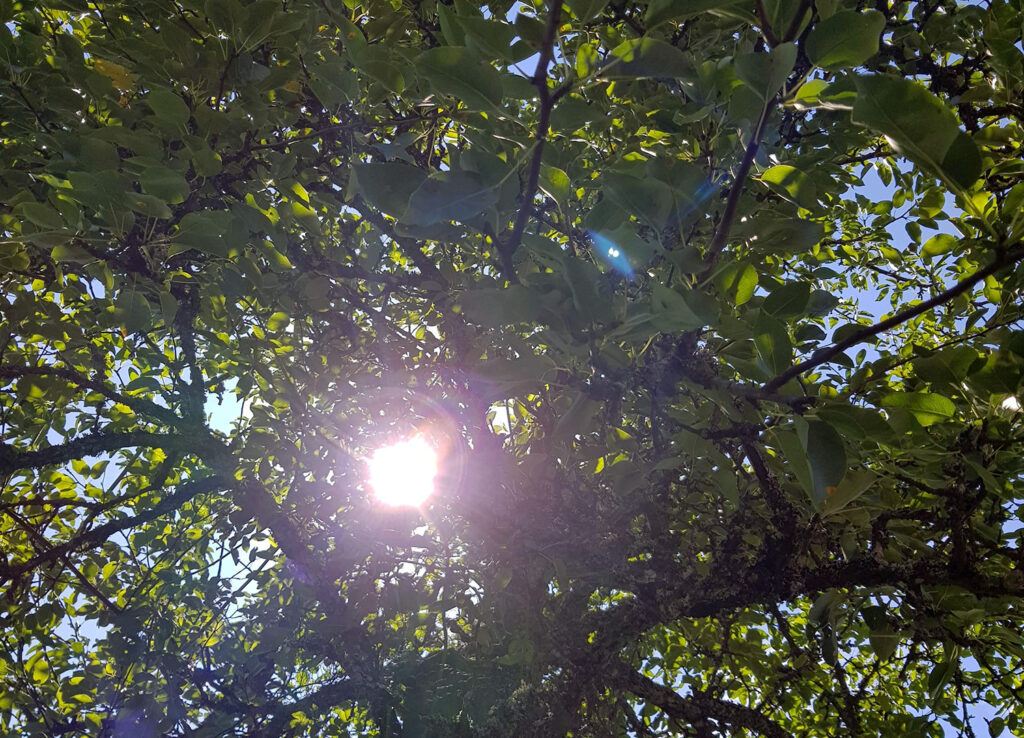 sol som lyser genom träd