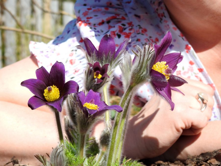 Någon som ligger bredvid blommor