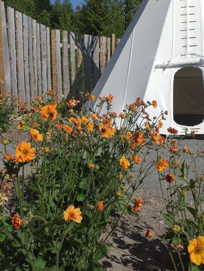 orange blommor och ett tipi tält